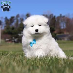 Simon, Samoyed Puppy